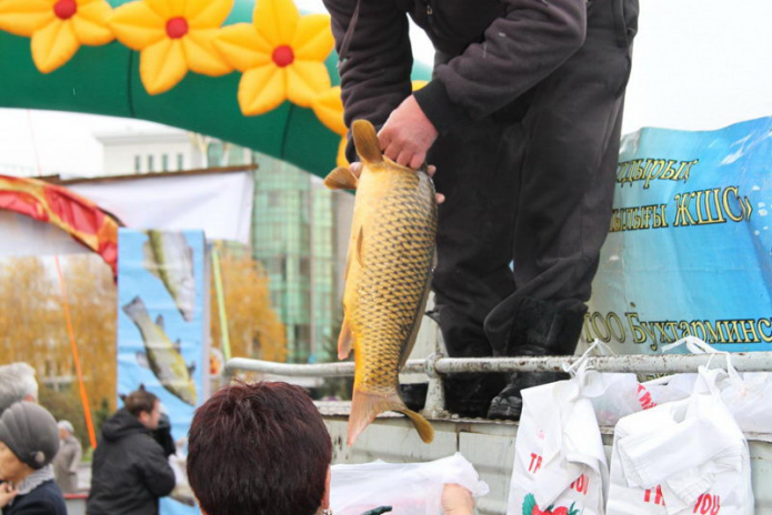 Эх, хвост, чешуя (+фото)